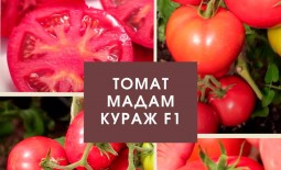 Томат Мадам Кураж F1: характеристика сорта, подробное описание, агротехника