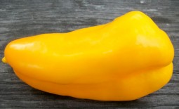 Сорт Гладиатор – вкусный и урожайный желтоплодный перец