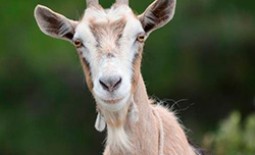Симптомы мастита у козы. Лечение болезни