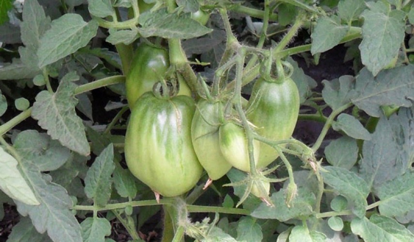 Сорт томатов Петруша-огородник