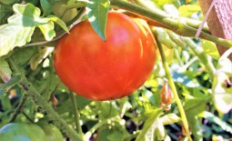 Особенности выращивания томатов Куум. Детальное описание и отзывы садоводов о сорте