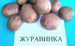 Сортовые особенности картофеля Журавинка