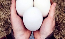 Как правильно проводить инкубацию гусиных яиц