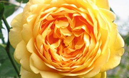Королева сада: особенности внешнего вида и характерные черты розы Голден Селебрейшен