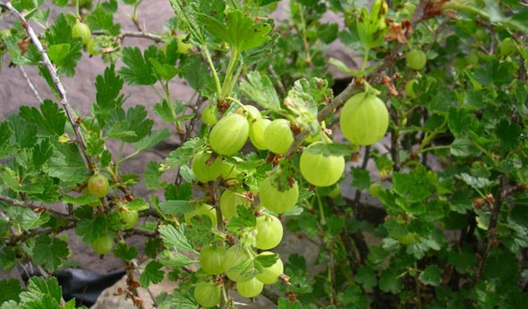 Крыжовник посадка и уход в открытом грунте, фото сортов, выращивание и ...
