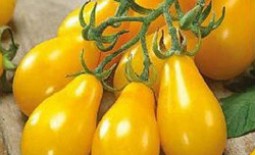 Описание и характеристики сорта Медовая капля – томата с нарядными и вкусными плодами