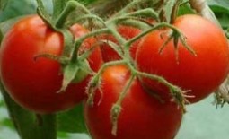 Описание и характеристики помидора Ямал, особенности выращивания и отзывы о томате