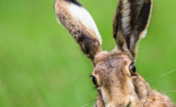 Чем зайцы отличаются от кроликов?