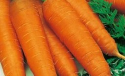 Морковь с поэтичным названием. Описание и отзывы о сорте Королева осени