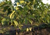 выращивание грецкого ореха