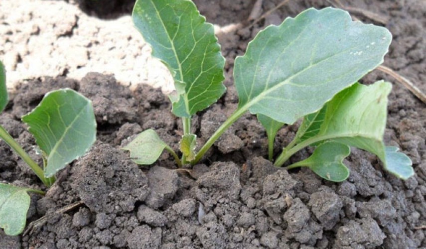 Как посадить рассаду капусты