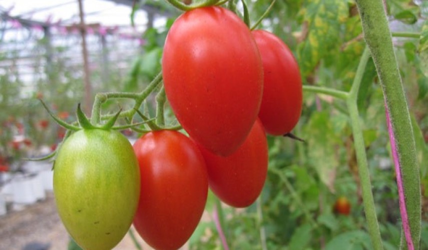 лопаются томаты в теплице