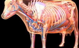 Несколько желудков коровы — выдумка или факт, процесс пищеварения, особенности