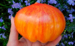Несравненный томат под названием Король красоты: подробное описание, выращивание, отзывы