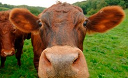 Как определить возраст коровы и сколько они живут?