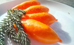 Пальмира: как вырастить оранжевый томат. Рекомендации и описание