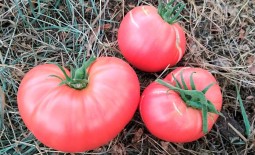 Урожайный биф-томат Малиновый великан. Описание особенностей сорта и рекомендации по выращиванию