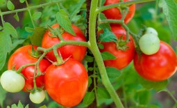 Алешка F1: описание, достоинства томата, отзывы огородников