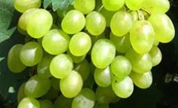 Сорт винограда Алешенькин: описание, характеристики, преимущества и недостатки