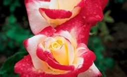 Разновидность чайно-гибридной розы «Двойное удовольствие»