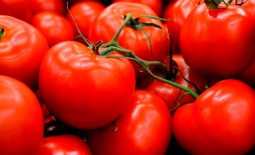Мона Лиза: все о культивации и применении томатов. Полное описание агротехники