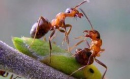 Как не допустить нашествия муравьев на черешню