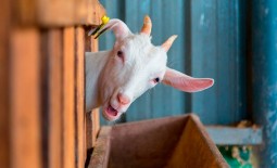 Чем кормить козу в разные периоды года: виды пищи, нормы, особенности состояний и возраста