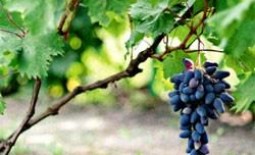 Осень — отличное время сажать виноград: саженцами и черенками
