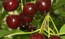 Чем вишня шоколадница отличается от других сортов?