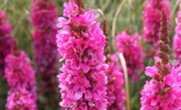 Дербенник — цветик-шестицветик в саду. Фото видов с описанием
