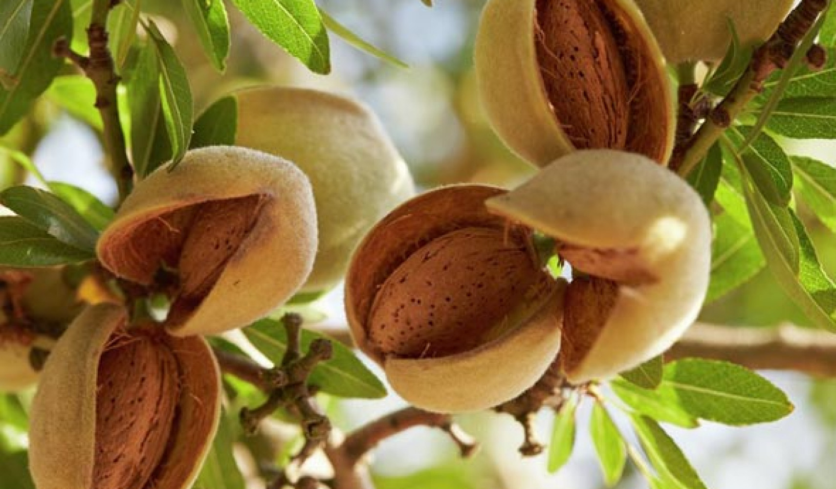 Кустарник (дерево) миндаль посадка и уход, выращивание, фото сортов их ...