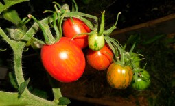 Пасхальное яйцо: пестрая красота урожайного томата. Описание особенностей культуры и техники выращивания