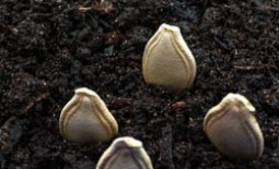 Как замачивать семена тыквы перед посадкой для лучшей всхожести?
