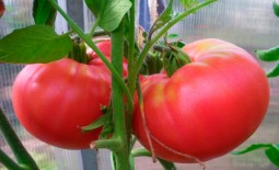 Крупный розовый томат с названием Колхозная королева: детальное описание сорта, агротехника, отзывы