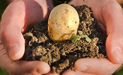 Как прорастить картофель для посадки и стоит ли это делать?