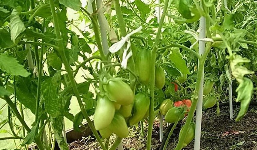 Гибридный сорт томатов Каспар