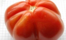 Удивительный томат сорта Сто пудов