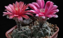 Гимнокалициум: как вырастить пестрые кактусы в домашних условиях