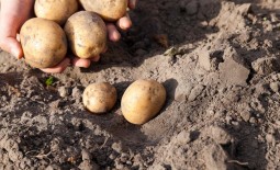 Картофель Каратоп: ранний урожай для частного участка. Описание, особенности, реальные отзывы