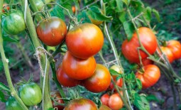 Как выращивать темноплодный томат? Описание особенностей культивирования помидора Черномор