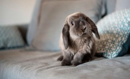 Что делать, чтобы приучить к лотку домашнего кролика. Способы и советы