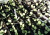 Как посадить рассаду капусты