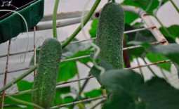 Дамские пальчики F1 – урожайный огурец для открытого и защищенного грунта