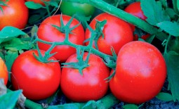 Совершенный томат: подробное описание гибрида Сагатан F1 и советы по выращиванию
