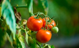 Неприхотливый томат: полное описание сорта Агата