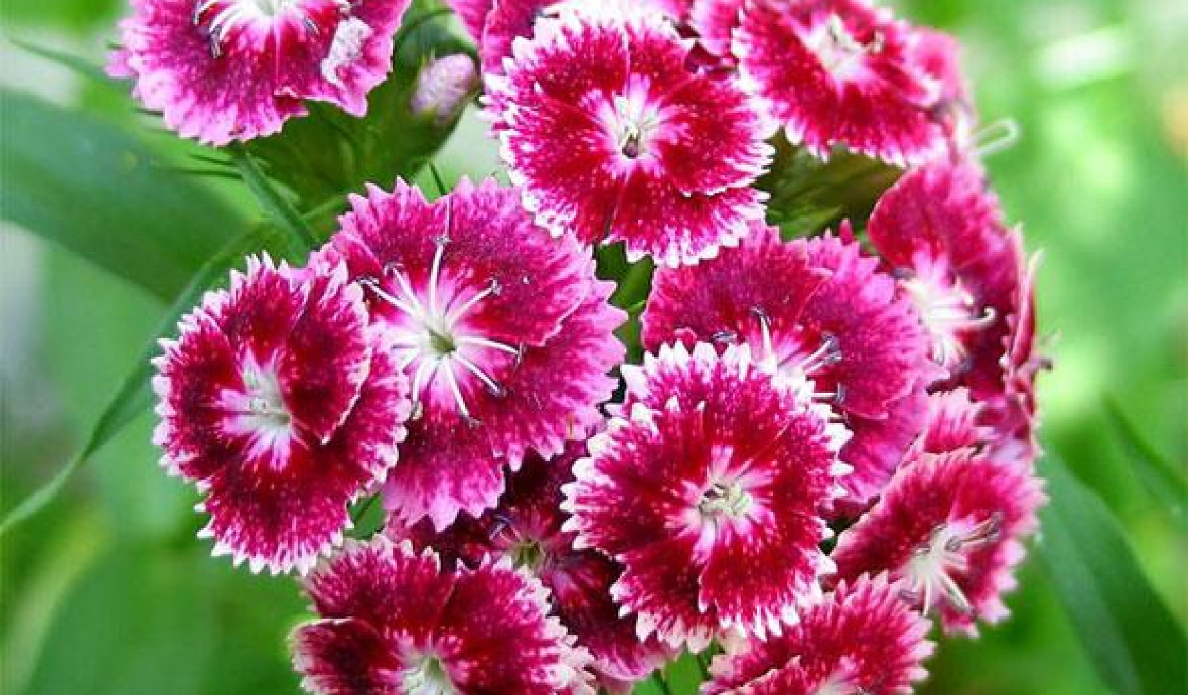 Гвоздика турецкая: посадка и уход, фото в открытом грунте, выращивание ...