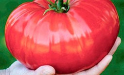 Сибирский гигант: описание томата, нюансы выращивания, отзывы, фото