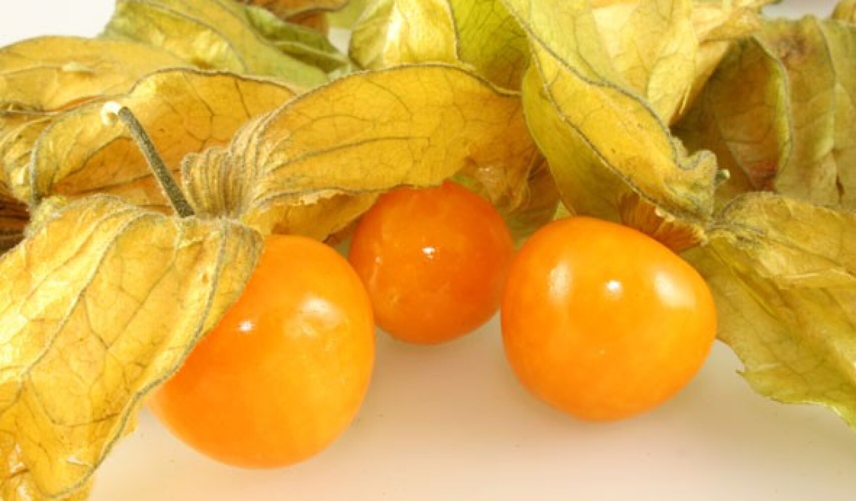 rostoucí physalis