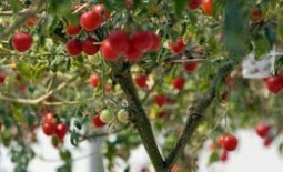 Томатное (помидорное) дерево Спрут F1: описание, особенности выращивания и ухода
