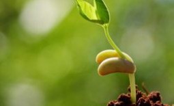 Как посадить фасоль, чтобы она быстрее проросла